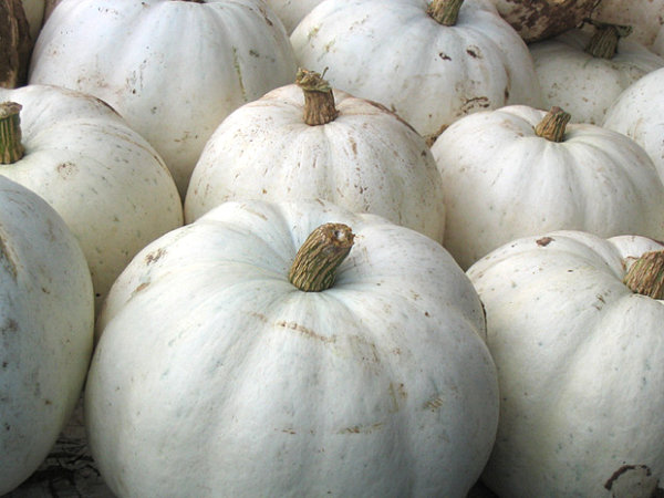 White pumpkins for a shabby chic look