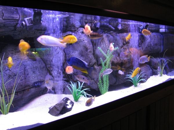 Modern aquarium with colorful fish