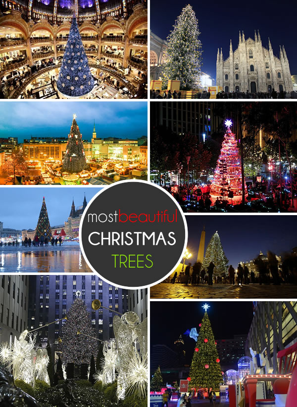 beautiful outdoor christmas trees - travel