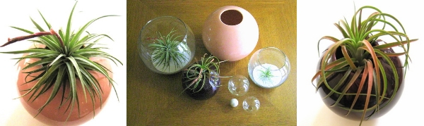 An air plant design vignette