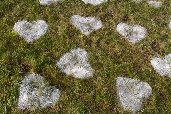 Flour hearts on the lawn
