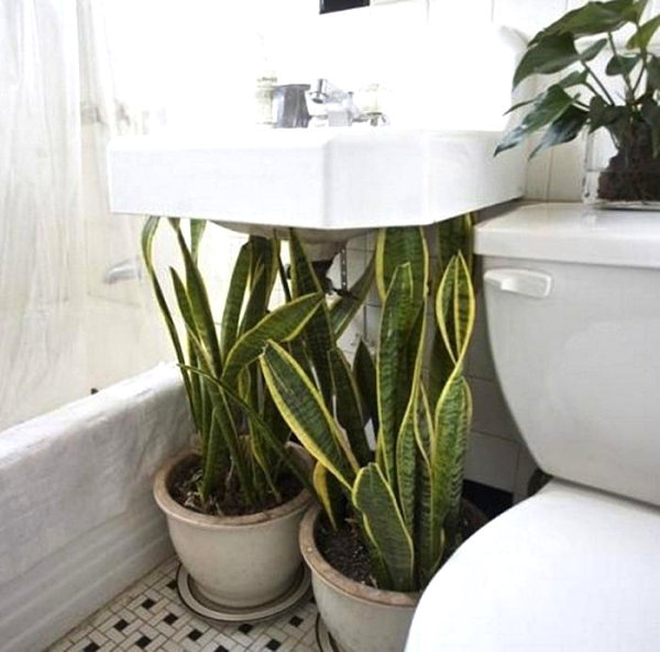 Mother-in-law's tongue plant in the bathroom