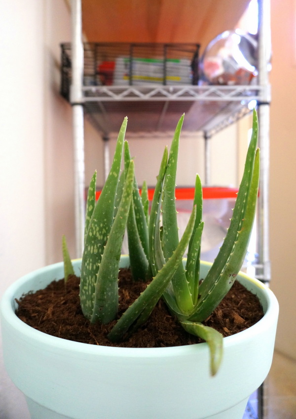 Plants add a fresh touch to the laundry room