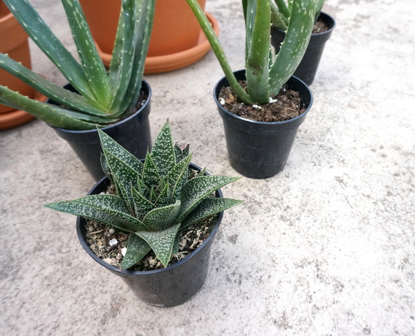 Potted succulents add style to this DIY project