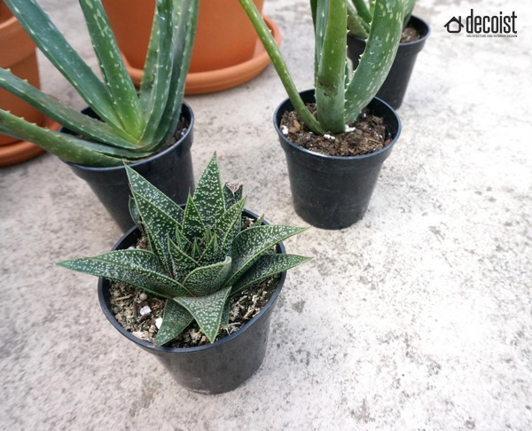 Potted succulents add style to this DIY project