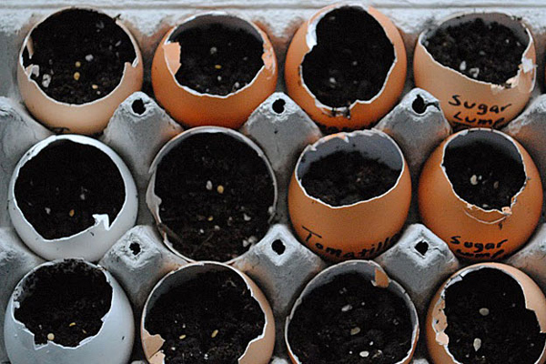 eggshell seedling planter