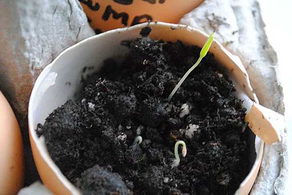 eggshell seedlings