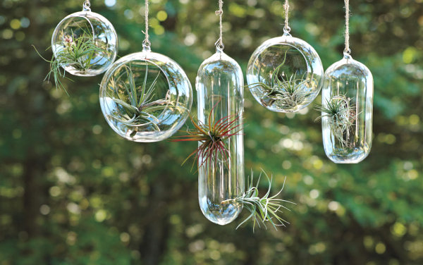 Air plant vessels