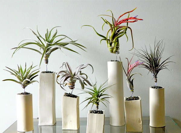 Air plants in ceramic containers