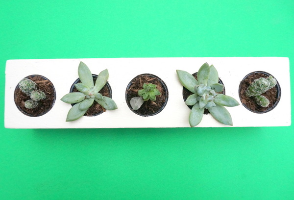 Arrange your succulents in the painted planter