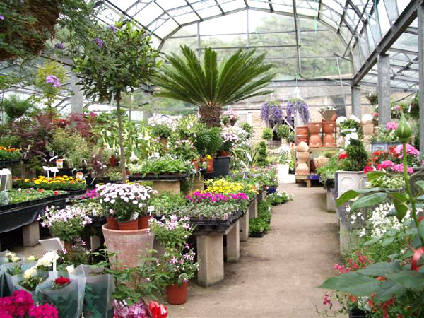 Assortment of plants in a nursery greenhouse