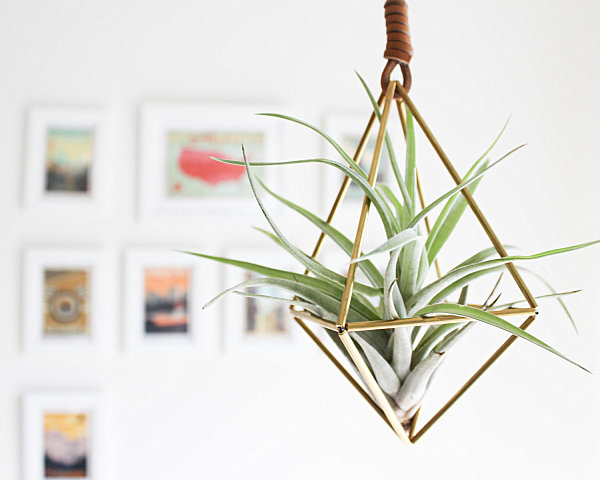 Brass air plant holder