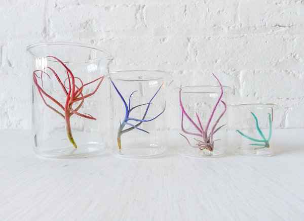 Colorful air plant beaker garden