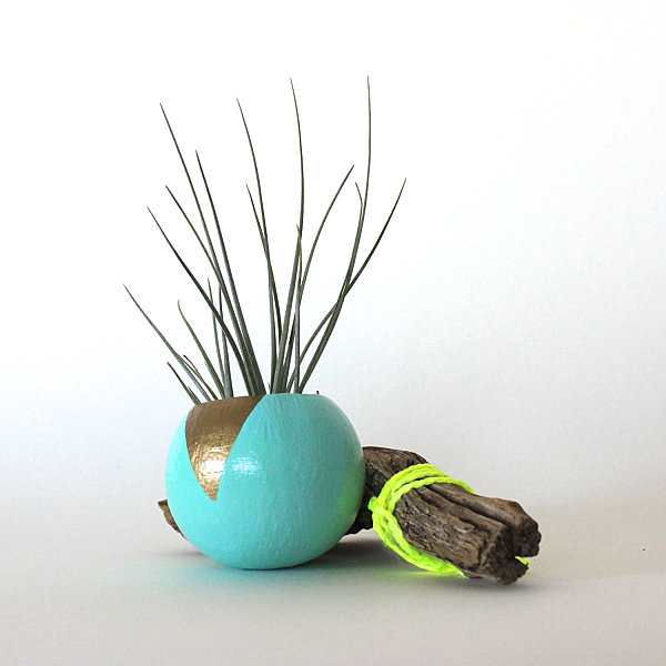 Colorful painted air plant pod