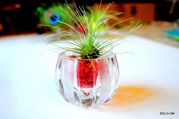 Crystal air plant terrarium