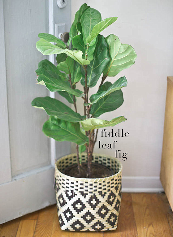 Fiddle leaf fig in a woven pot