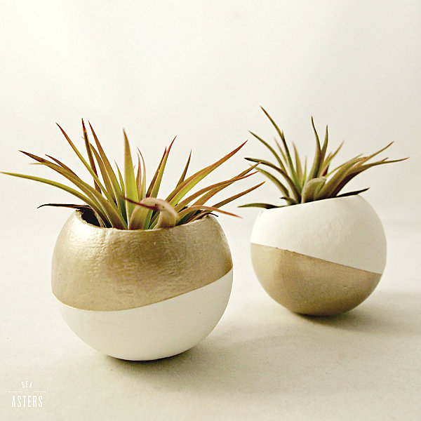 Gold and white air plant pods