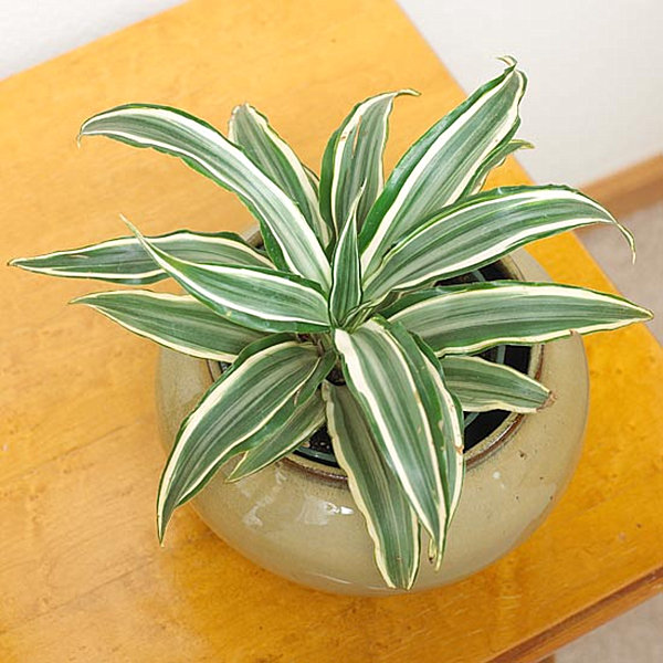 Green dracaena in a beige planter