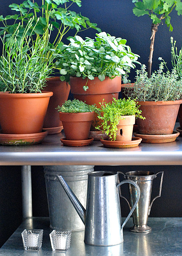 Herb garden in a sunny room