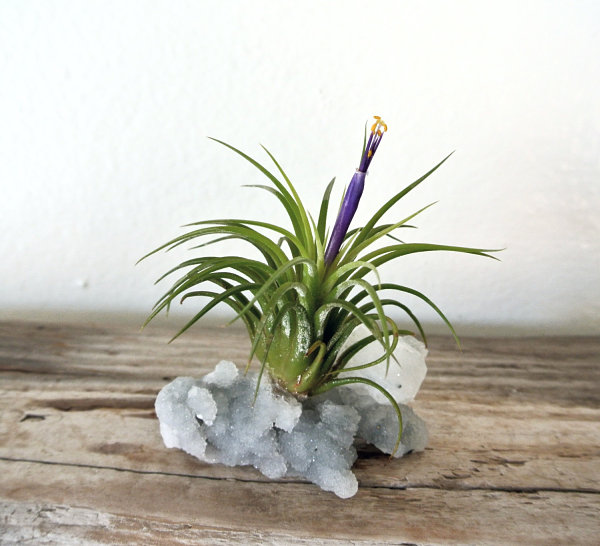 Mineral air plant garden