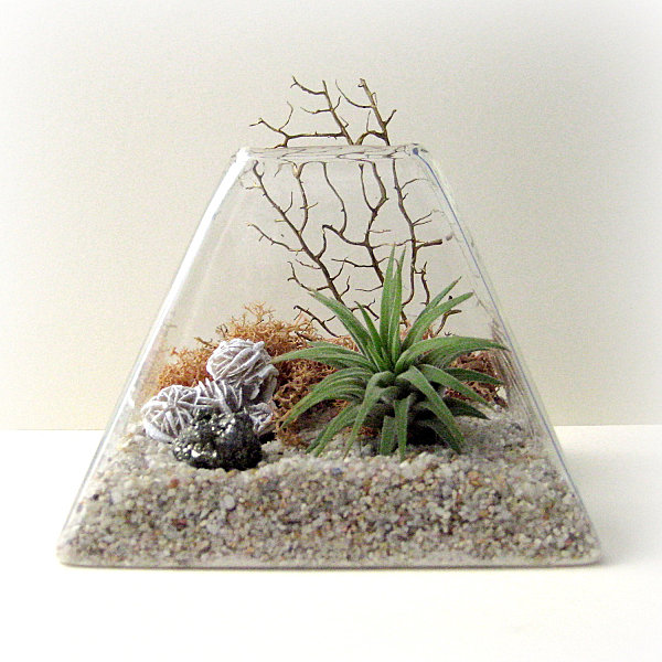 Pyramid air plant terrarium