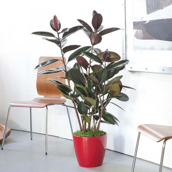 Rubber plant in a red pot