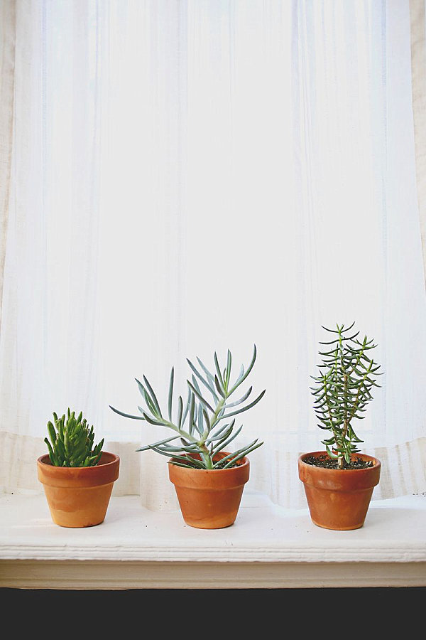Succulents in a light-filled window