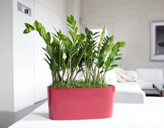 Choosing The Best Indoor Plants For Your Interior