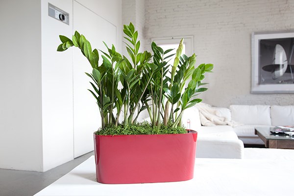 Choosing The Best Indoor Plants For Your Interior