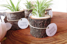 More Air Plant Display Ideas That Seamlessly Blend Function And Style