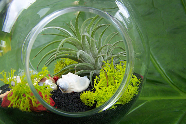 Air plant terrarium