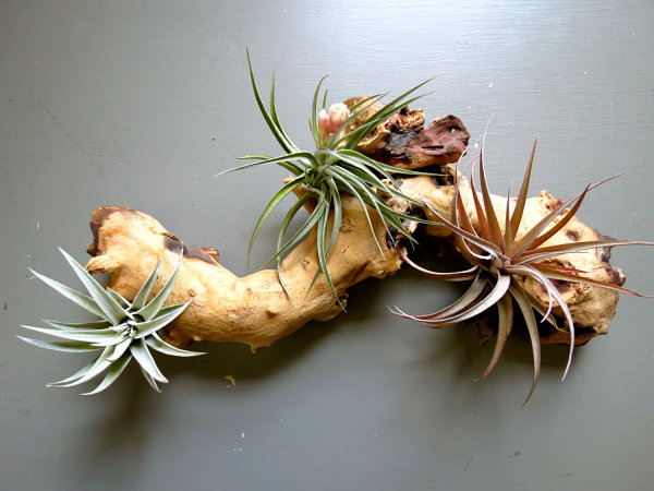 Air plant wooden branch display