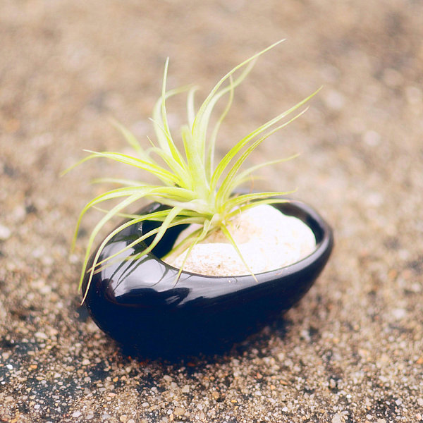 Black ceramic air plant holder