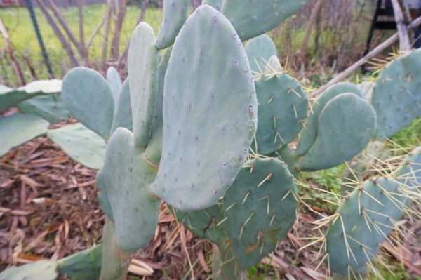 Cacti from the yard made the perfect selections for the custom-built planter