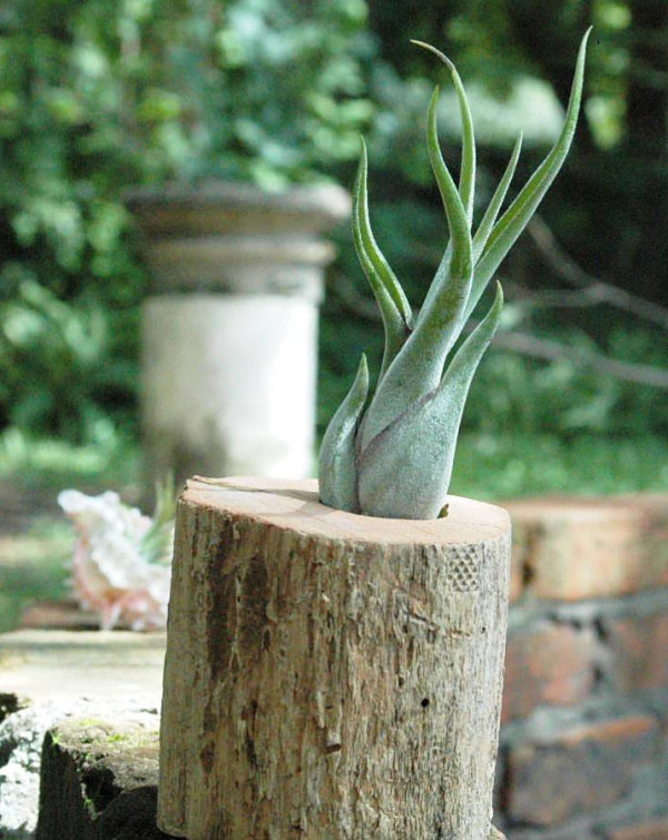 Cedar stump air plant container