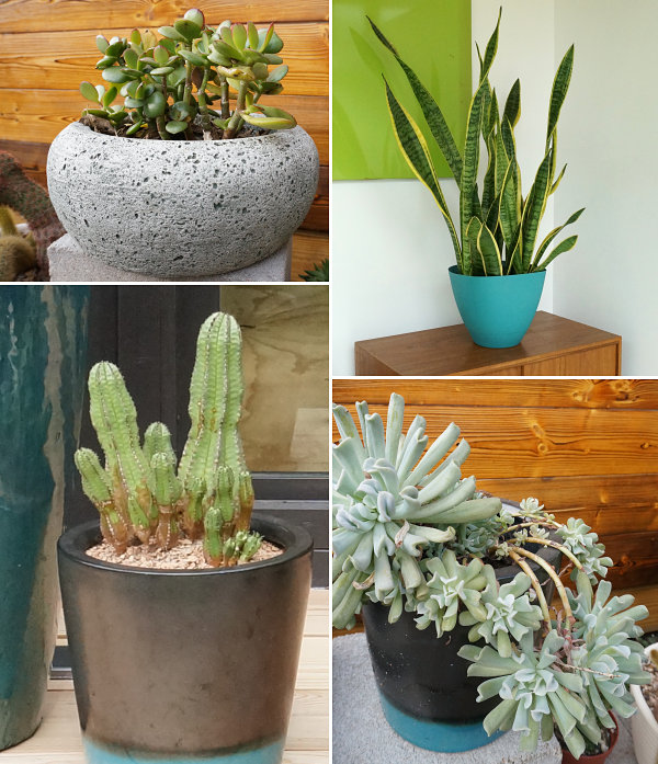 Potted plants make a big impact