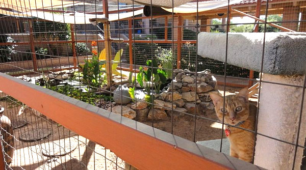 Custom-built catio