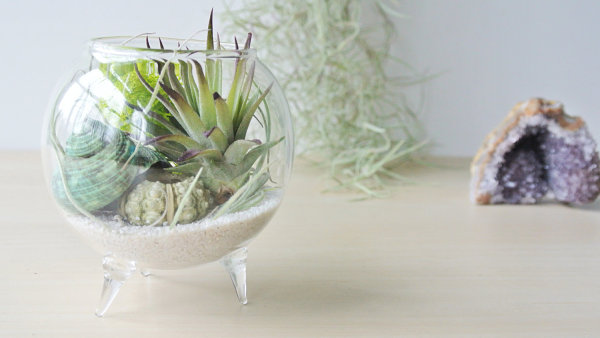 Footed air plant terrarium