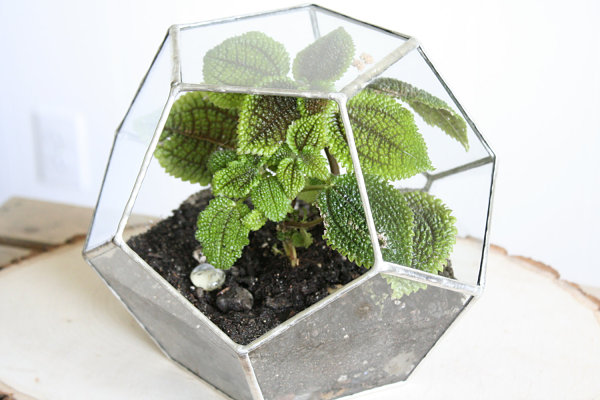 Glass geometric air plant terrarium