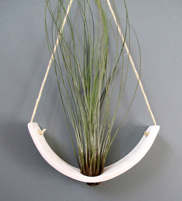 Hanging air plant cradle