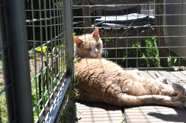 Happy catio kitty