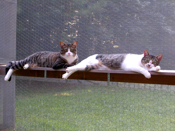 Happy kitties lounging on their catio