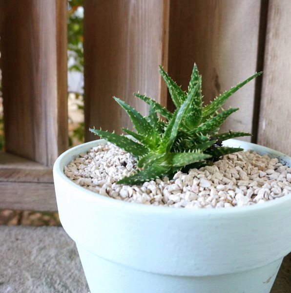 Limestone gravel covers the soil of this potted aloe plant