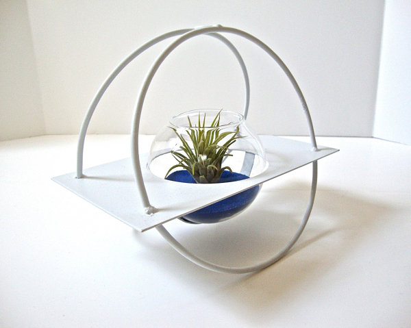 Modern air plant terrarium