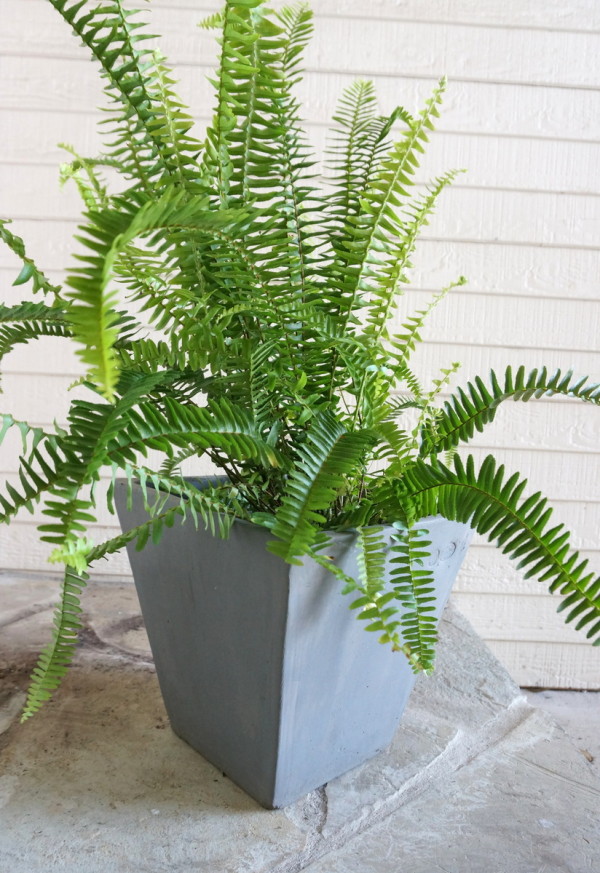 Refreshing the front patio planter