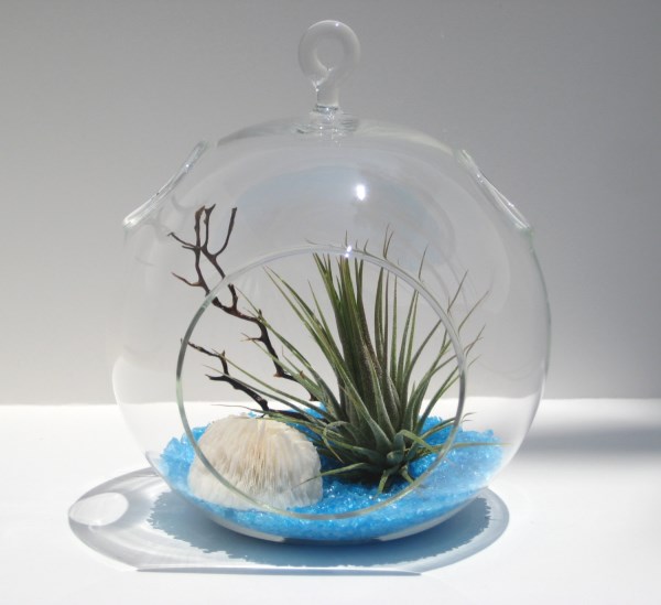 Air plant terrarium with blue recycled glass