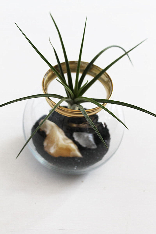 Air plant terrarium with minerals and a special container
