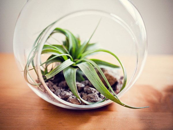 Air plant terrarium with rocks