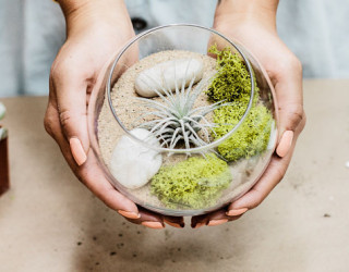 Create An Unforgettable Air Plant Terrarium