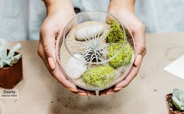 Air plant terrarium with sand and rocks